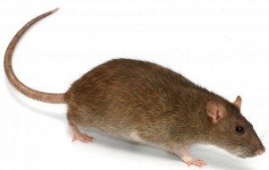 Co dla Ciebie oznacza globalne ocieplenie?