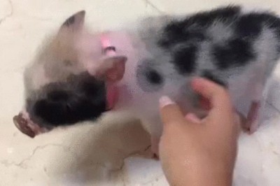 Zwierzak prawdę Ci powie, nie tylko w czasie Wigilii