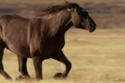 Hodowcy koni nie cieszą się sami - czyli koń też by sie uśmiał