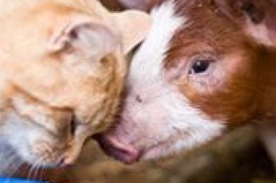 Zwierzęta w służbie człowieka