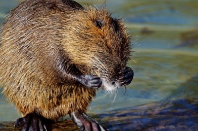 Szczur by się uśmiał! To nie jest zima. To są kpiny!